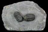 Two Detailed Gerastos Trilobites - Mrakib, Morocco #89307-1